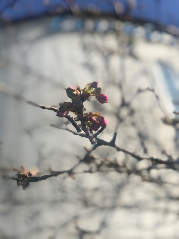 æ²³æ´¥æ¡œã®ã¤ã¼ã¿ãŒ å¹å¥æ¥½éƒ¨ æ–‡åŒ–ç³» éƒ¨æ´»å‹• ãŠã‹ã‚„ã¾å±±é™½é«˜æ ¡