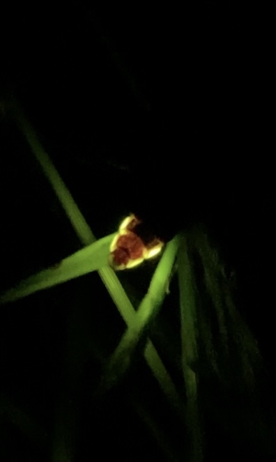 儚い命 硬式野球 【 体育系 】部活動 おかやま山陽高校