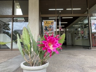 一年に1日咲く花　孔雀サボテン（旧校舎玄関前）