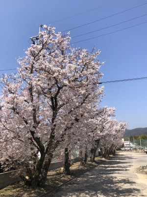 満開も…