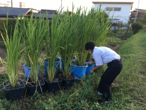 まこもたけ栽培