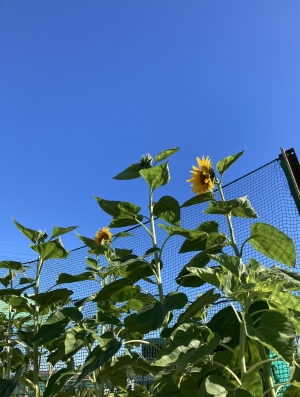 夏だぜ❗️