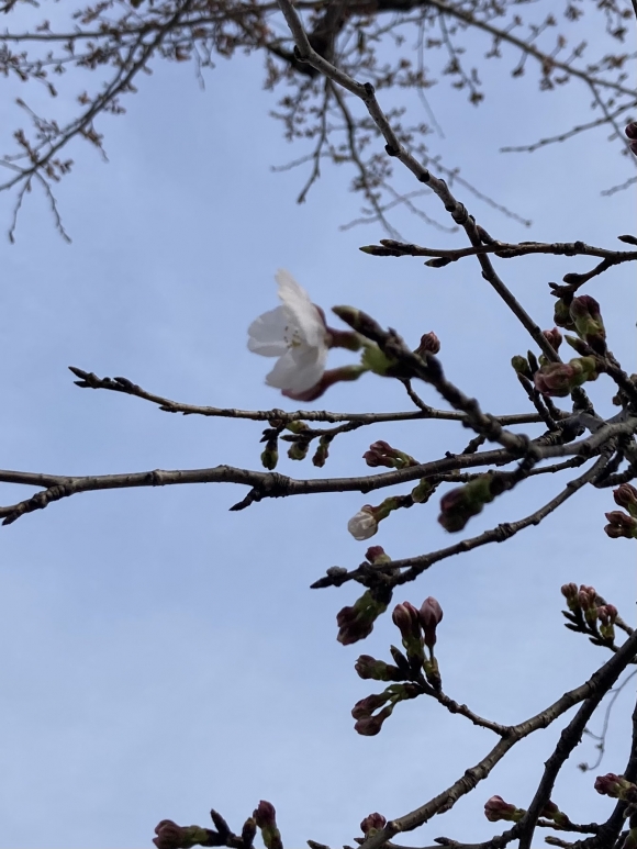 桜咲く