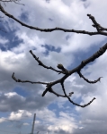 蕾