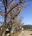 7分咲き