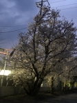 夜桜も