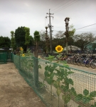 咲きました！