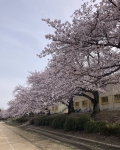 社高校の桜