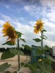満開、夏！