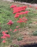 彼岸花
