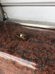 鳴き切った蝉