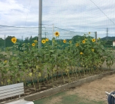 華が咲く