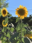 茎が太い❗️