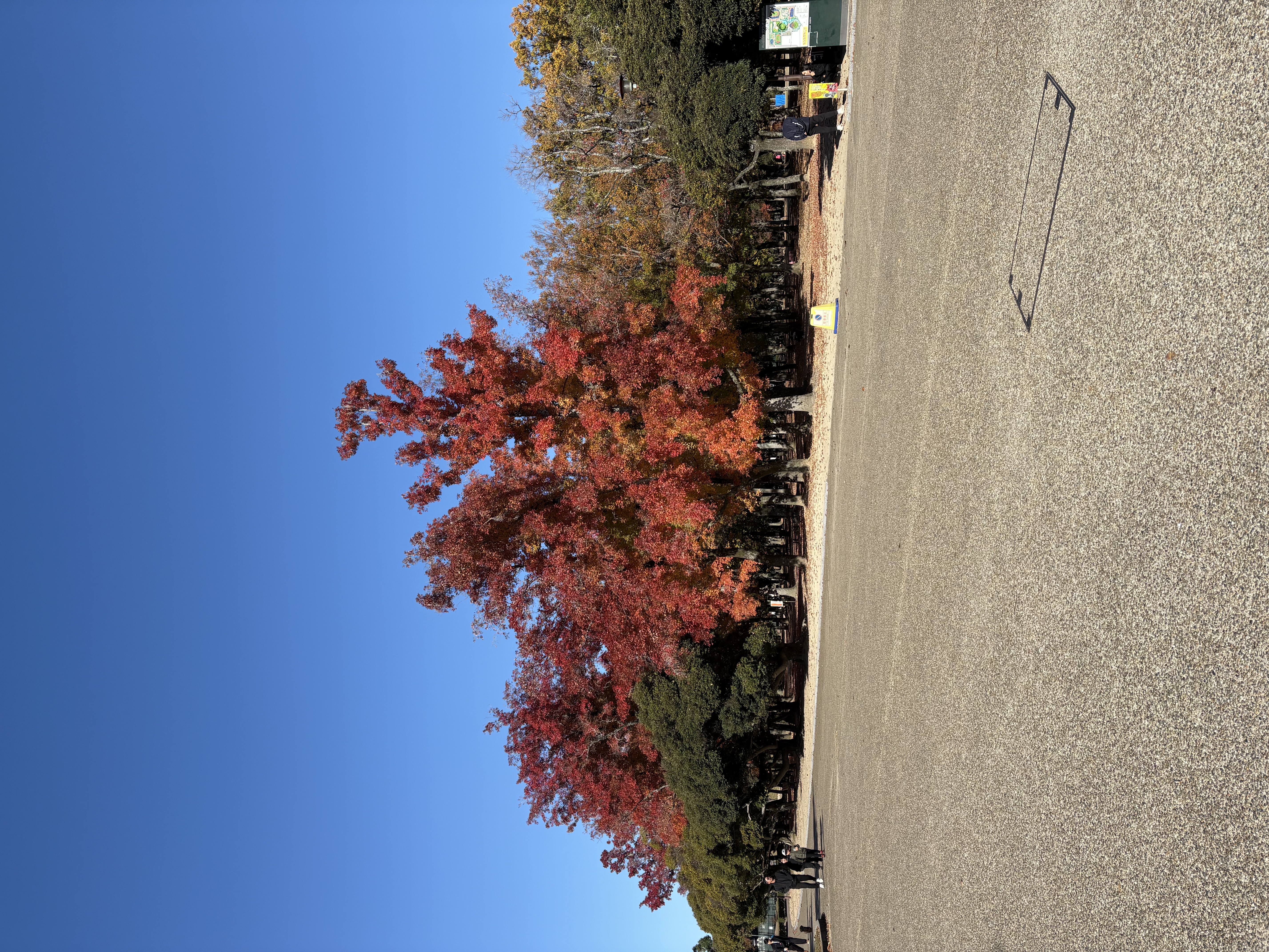 残念　一年生大会😭